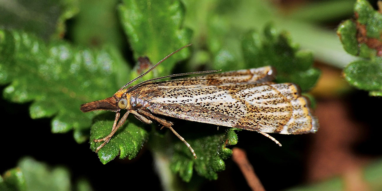 Crambidae - Thisanotia chrysonuchella